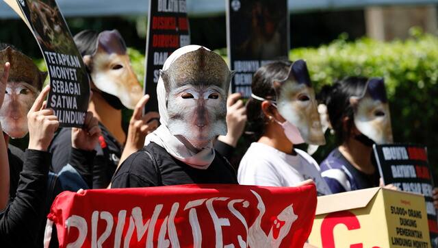 Primates Fight Back coalition activists take part in a rally urging for the designation of Macaque monkeys as protected animals. Reuters