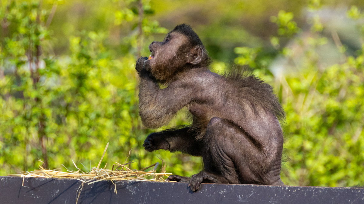 ‘Clicks, cash and cruelty’: How primates are illegally being sold on social media in the US