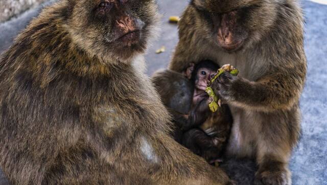 Macaques hold food while an infant sits between them at the Rock in the British overseas territory of Gibraltar. Reuters