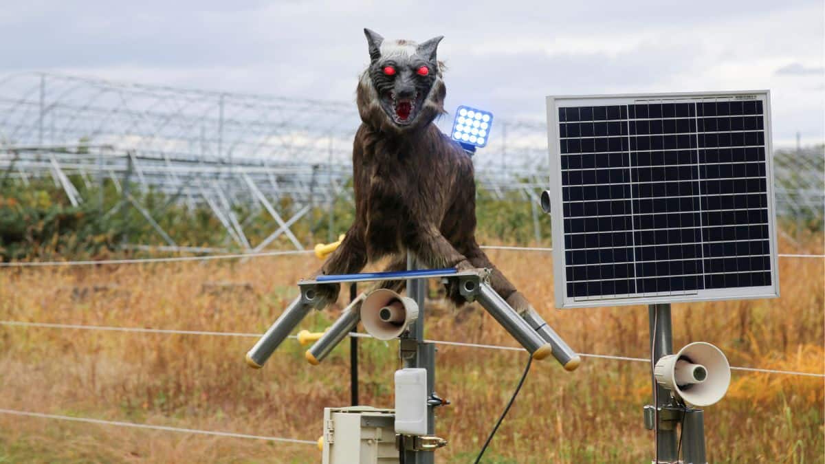Why ‘monster’ robot wolves are deployed across farms and schools in ...