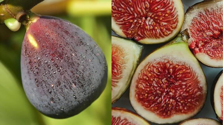 Which is the oldest fruit in the world?