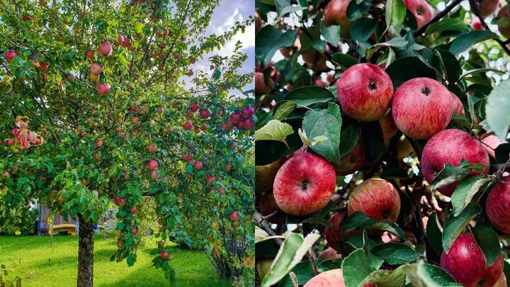 Which city is known as the Apple City of India? Which city is known as the Apple City of India?