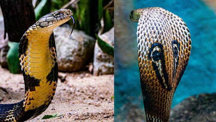 Why this village is known as the Snake Village of India? Why this village is known as the Snake Village of India?