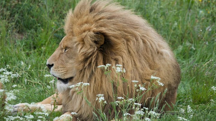 Which countries are most famous for lions?