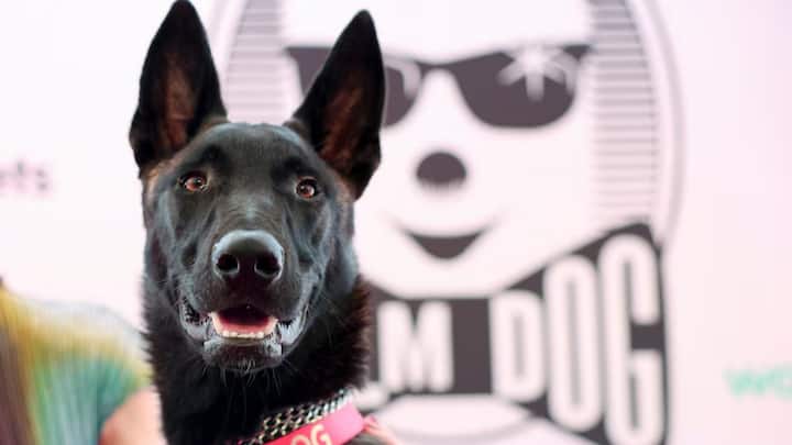 Cannes 2026: Who is Yuri, the rescue dog that has become a social media sensation from the festival? Cannes 2026: Who is Yuri, the rescue dog that has become a social media sensation from the festival?