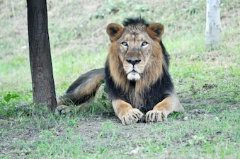 17 Asiatic lions now call Gujarat's Barda Wildlife Sanctuary home, marking a remarkable comeback after more than a century. Representational Image/ Pexels