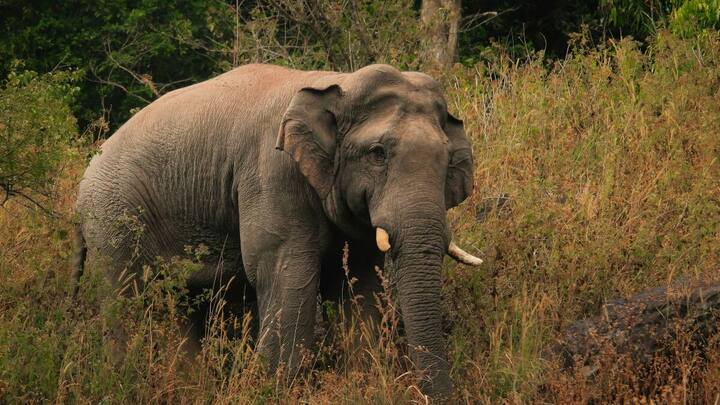 Male elephants are far more social than we thought