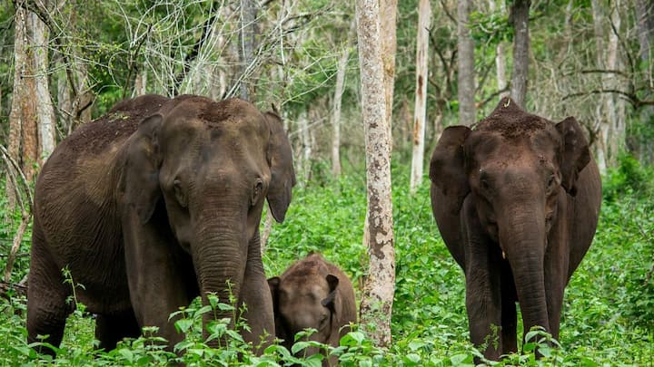 In Arunachal Pradesh, elephants are climbing higher and moving closer. A new report maps what happens next