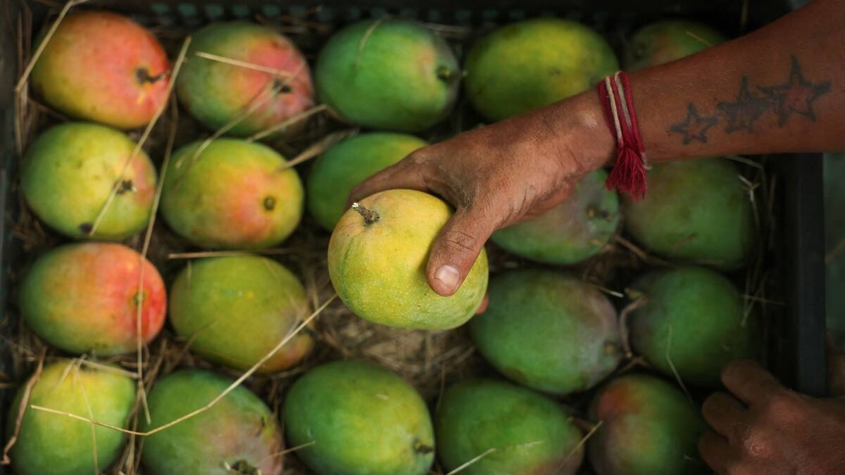 Mangoes spoil too fast? Scientists say this temperature is the solution ...