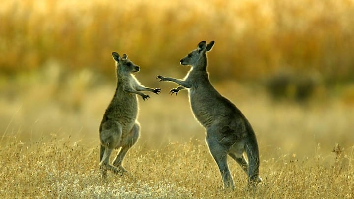 Which country is known as the land of kangaroos? Which country is known as the land of kangaroos?