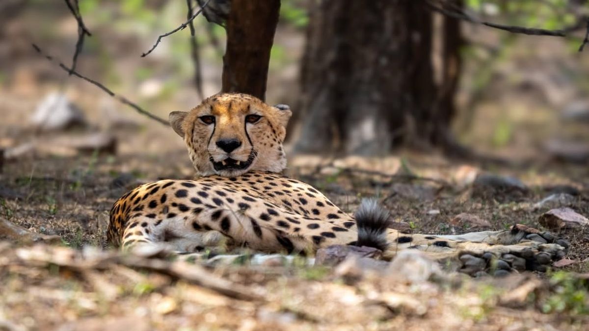 Leopard, tiger and cheetah seen together in India’s Ranthambore. Why it isn’t as rare as believed