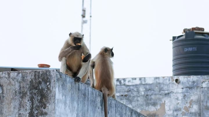 As cities spread into the wild, they are reshaping the animals within