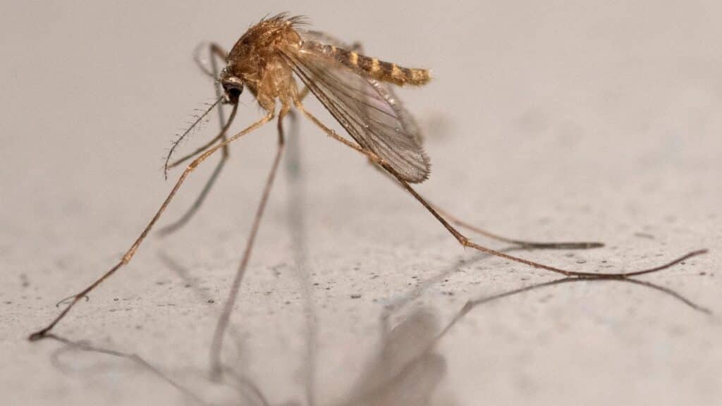 mosquito