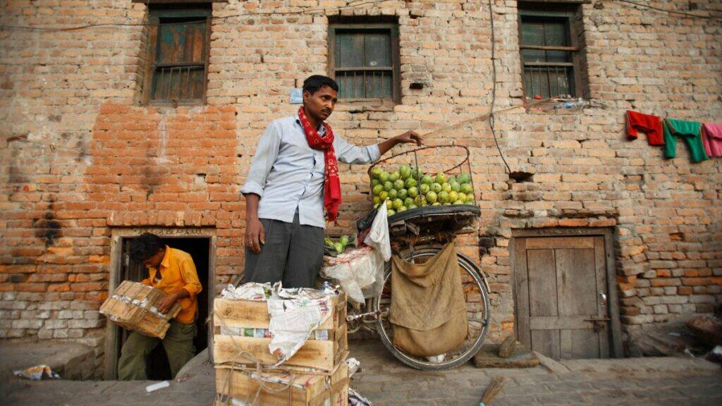 nepal mangoes