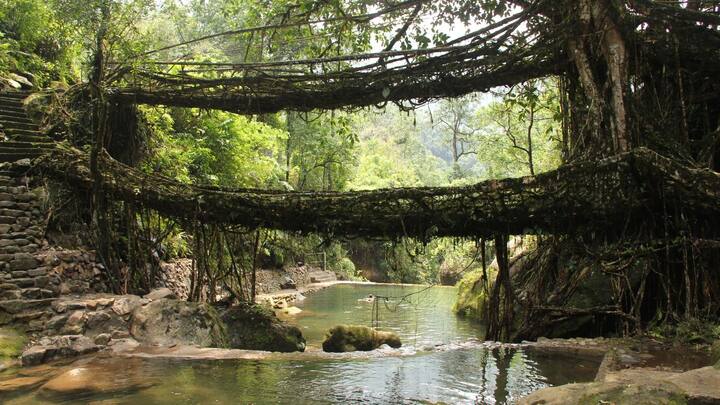 Living root bridges of Meghalaya: The natural engineering marvels that grow stronger with time