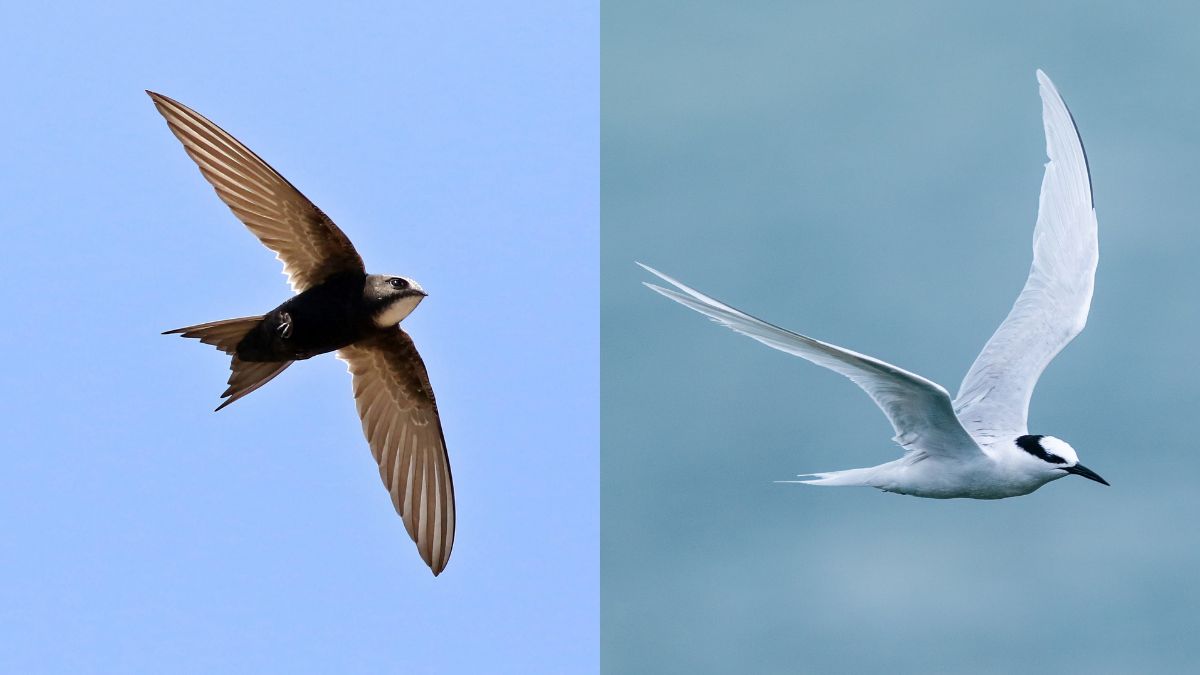 Long Distance Birds 10 birds that can sleep while flying, cover long distance without ...