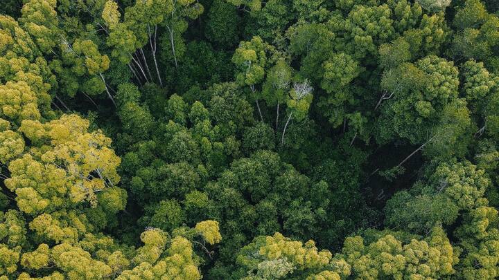 World Rainforest Day 2026: Why we celebrate it and 5 rainforests the world can't afford to lose World Rainforest Day 2026: Why we celebrate it and 5 rainforests the world can't afford to lose