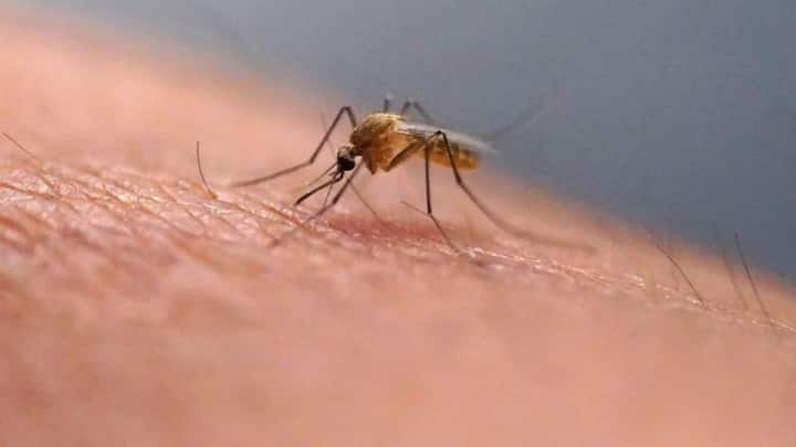 Think twice before scratching that bug bite. Here's why
