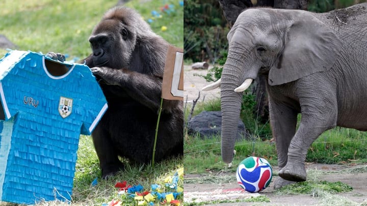 Animals turn pundits at Mexico zoo as they predict FIFA World Cup 2026 results: Watch Animals turn pundits at Mexico zoo as they predict FIFA World Cup 2026 results: Watch