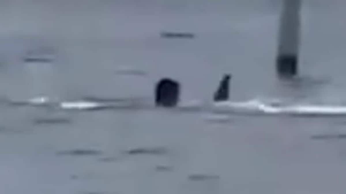 Captured on camera: Man battles shark to escape at