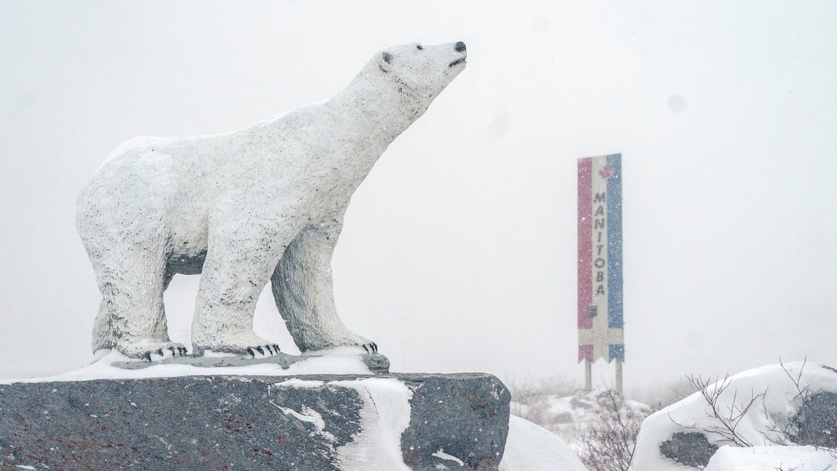 Which country is known for polar bears?