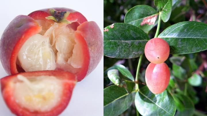 Move over mangoes: 8 delicious Indian berries to try this summer Move over mangoes: 8 delicious Indian berries to try this summer