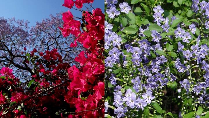 6 best flowering creepers for Indian homes: Colourful climbers that can transform how your balcony looks 6 best flowering creepers for Indian homes: Colourful climbers that can transform how your balcony looks