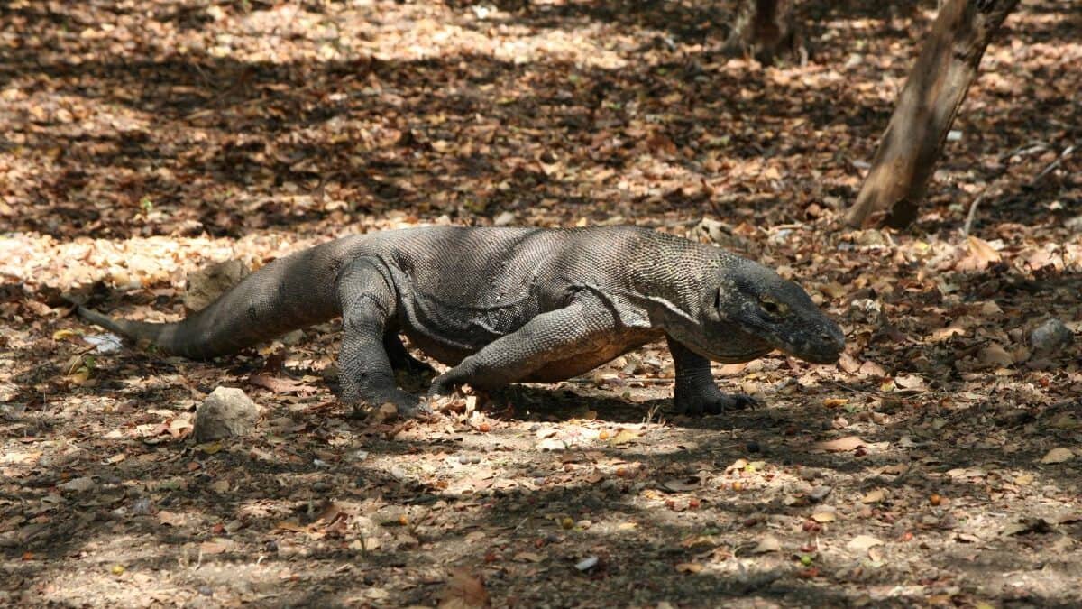 Which country is known for Komodo Dragons?