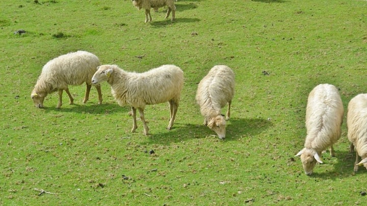 The secret to vitamin D under fur, wool and feathers