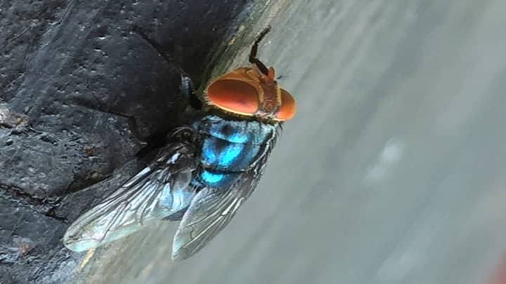 Flesh-eating screwworm detected in US: How dangerous is it? Flesh-eating screwworm detected in US: How dangerous is it?