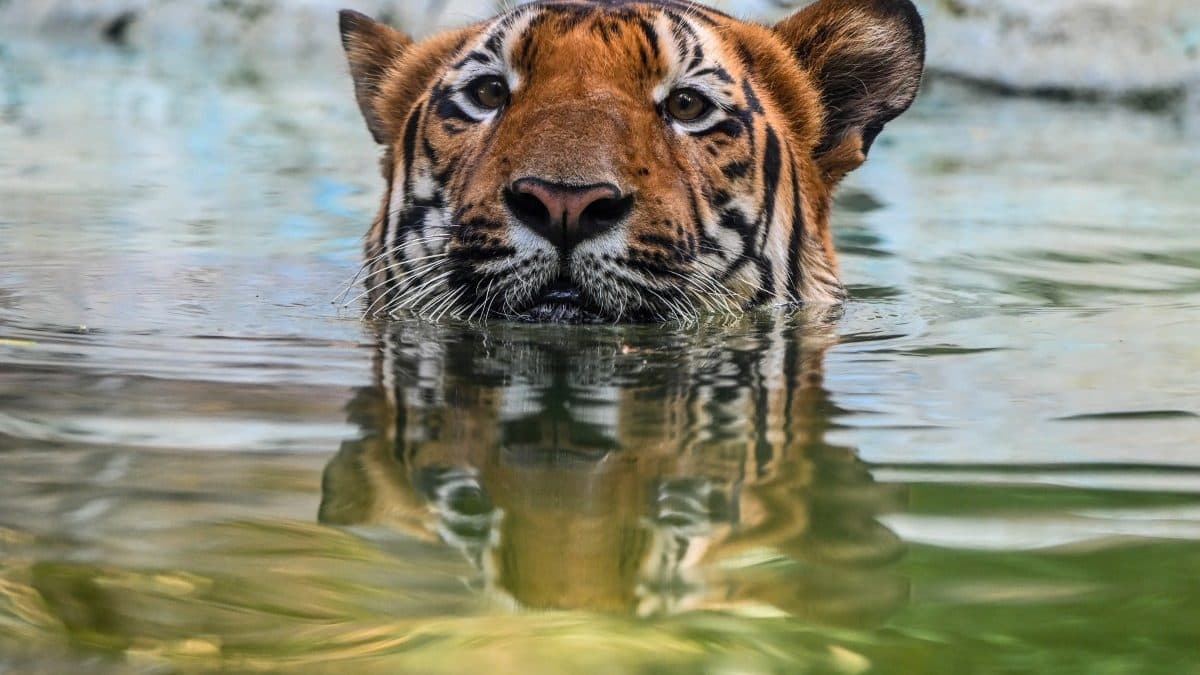 India's Tiger Numbers Rise, but Deaths Continue to Climb