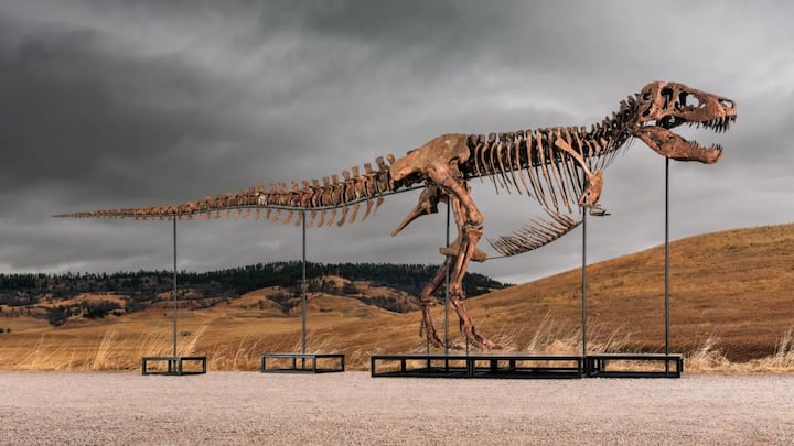 T. rex fossil 'Gus' sells for record Rs 430 crore at auction, becoming the world's most expensive dinosaur skeleton T. rex fossil 'Gus' sells for record Rs 430 crore at auction, becoming the world's most expensive dinosaur skeleton