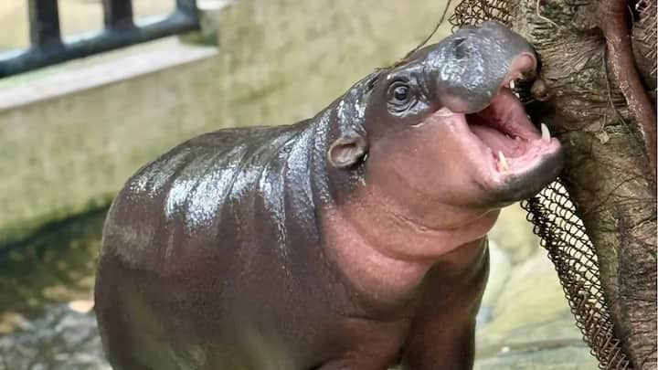 Viral pygmy hippo Moo Deng turns 2: Thailand throws three-day birthday bash for its beloved internet star Viral pygmy hippo Moo Deng turns 2: Thailand throws three-day birthday bash for its beloved internet star