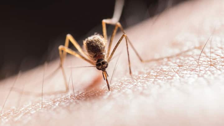 Here's why mosquitoes bite you more than others Firstpost Image