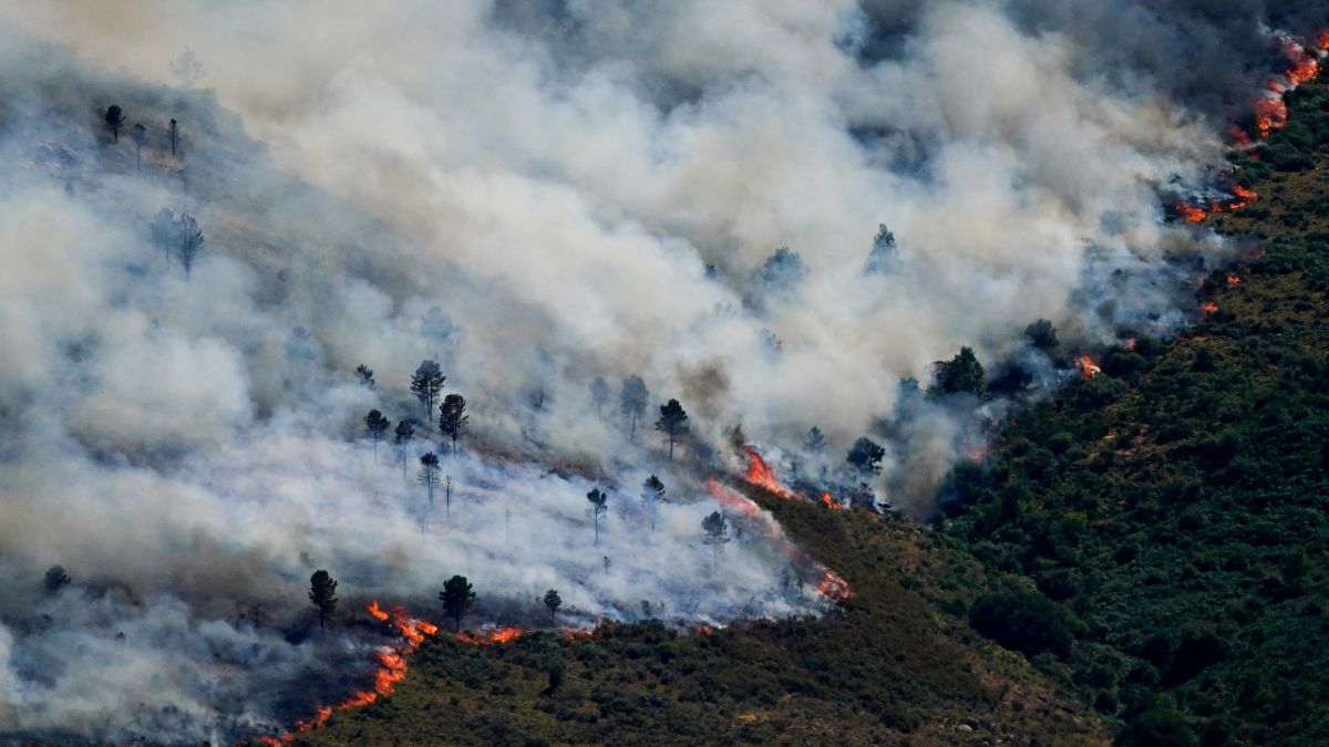 Spaniens einzigartige Feuerwehrleute: Esel bekämpfen die Waldbrände des ...