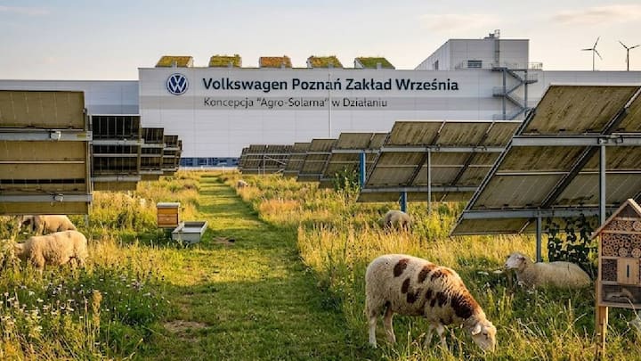 Volkswagen employs 100 sheep at its Poland solar farm: Here's what they do Volkswagen employs 100 sheep at its Poland solar farm: Here's what they do