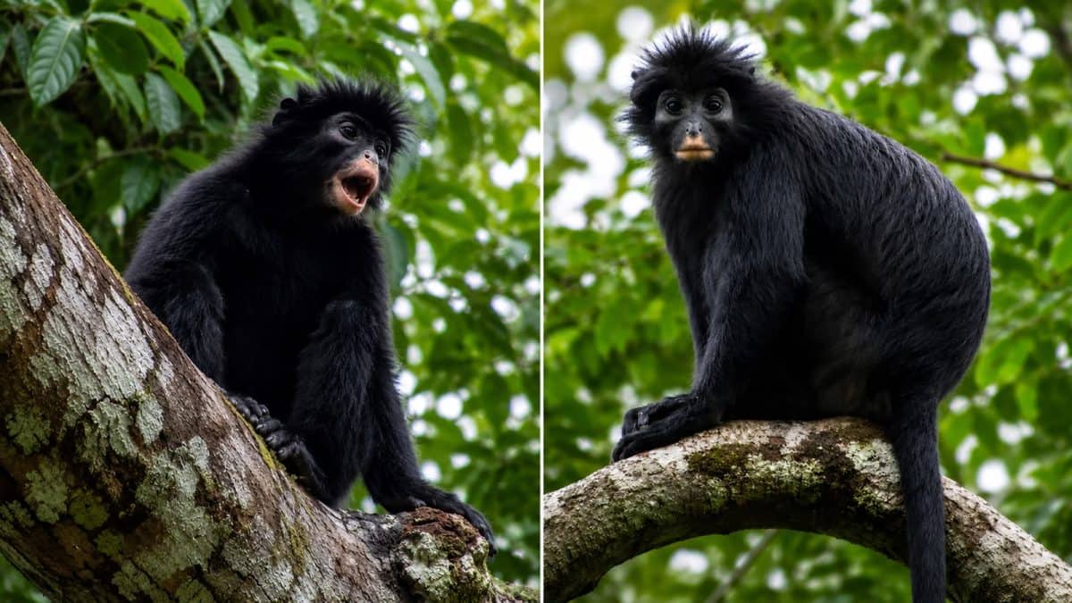 New monkey species with orange lips discovered hiding in DR Congo