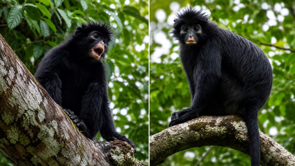 New monkey species with orange lips discovered hiding in DR Congo forest – Firstpost