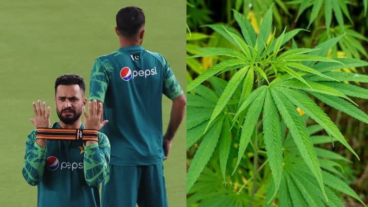 How long does cannabis stay in the body? Expert explains after Mohammad Nawaz's ICC ban How long does cannabis stay in the body? Expert explains after Mohammad Nawaz's ICC ban