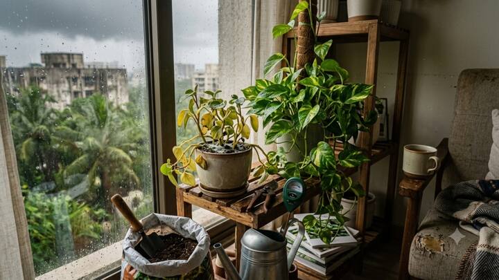 Why your indoor plants are dying during monsoon, and simple mistakes you might be making