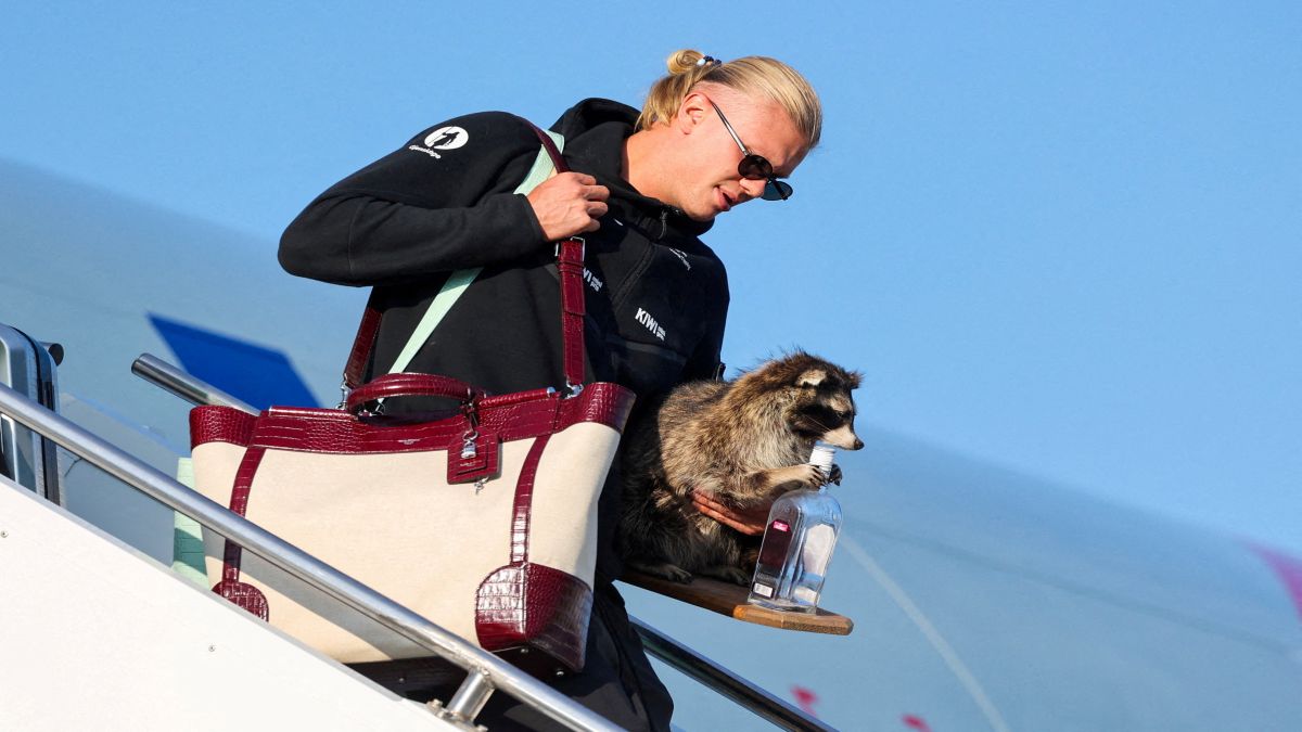 Erling Haaland Carries A Raccoon From US As He Returns To Norway What Erling Haaland Carries A Raccoon From US As He Returns To Norway What