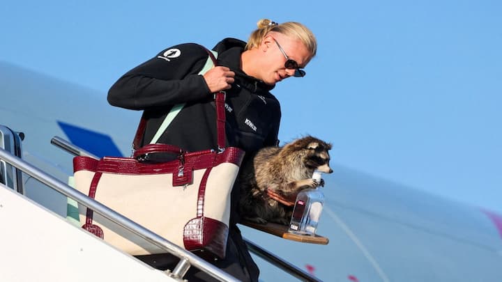Erling Haaland carries a raccoon from US as he returns to Norway. What’s the story here? Erling Haaland carries a raccoon from US as he returns to Norway. What’s the story here?