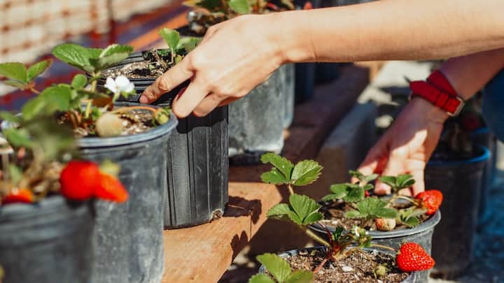 7 surprising fruits you can easily grow at home in pots and balconies