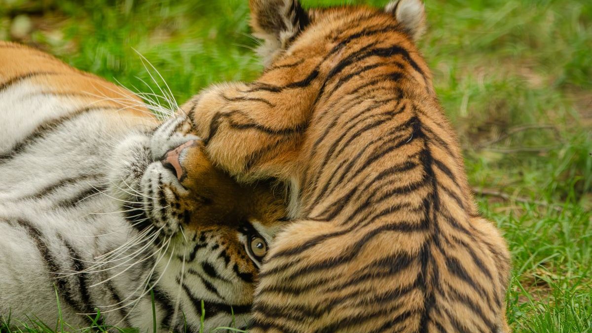 International Tiger Day 2026 How Tiger Conservation In India Changed International Tiger Day 2026 How Tiger Conservation In India Changed