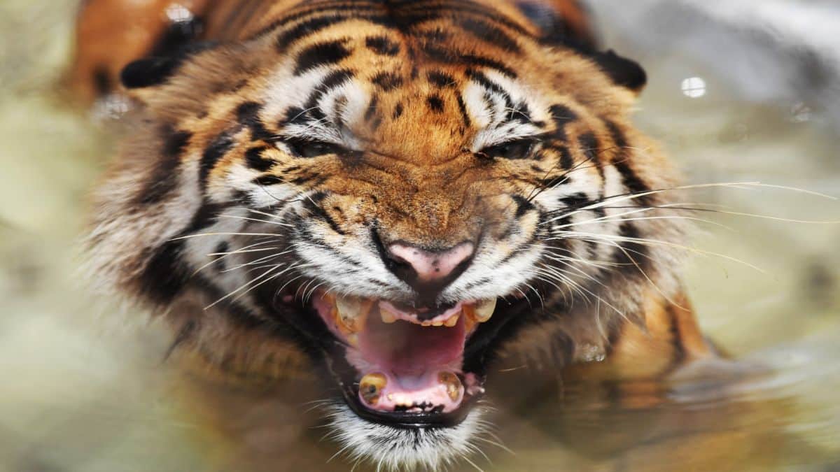 India's Tiger Conservation Success Faces New Challenges