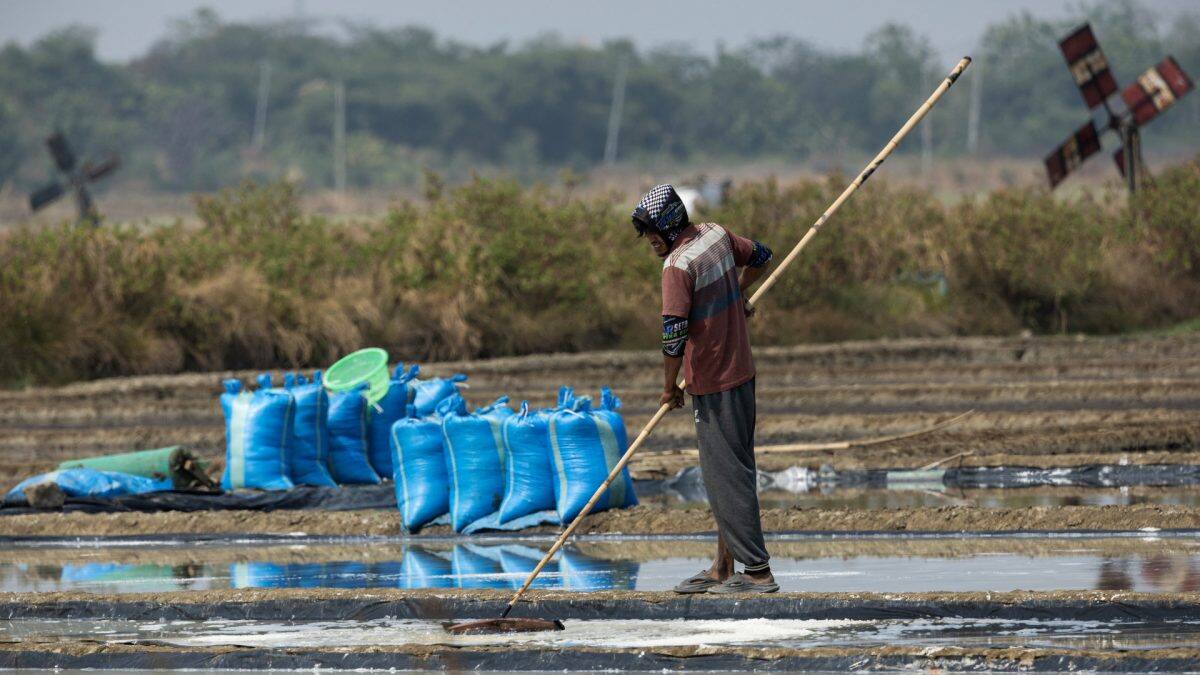 El Niño drought boosts Indonesia's salt harvests; Cirebon output hits 600 tons in July, up from 25-30 last year, as dry spell persists