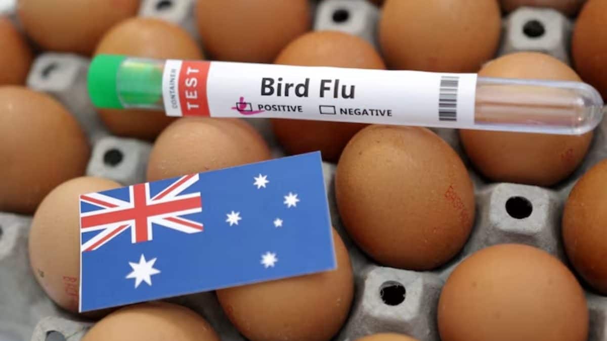 Australia confirms first case of H5N1 bird flu in local mammal