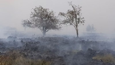 This photograph shows trees amid smoke billowing from a scorched area during a wildfire. (AFP/Representative Image)