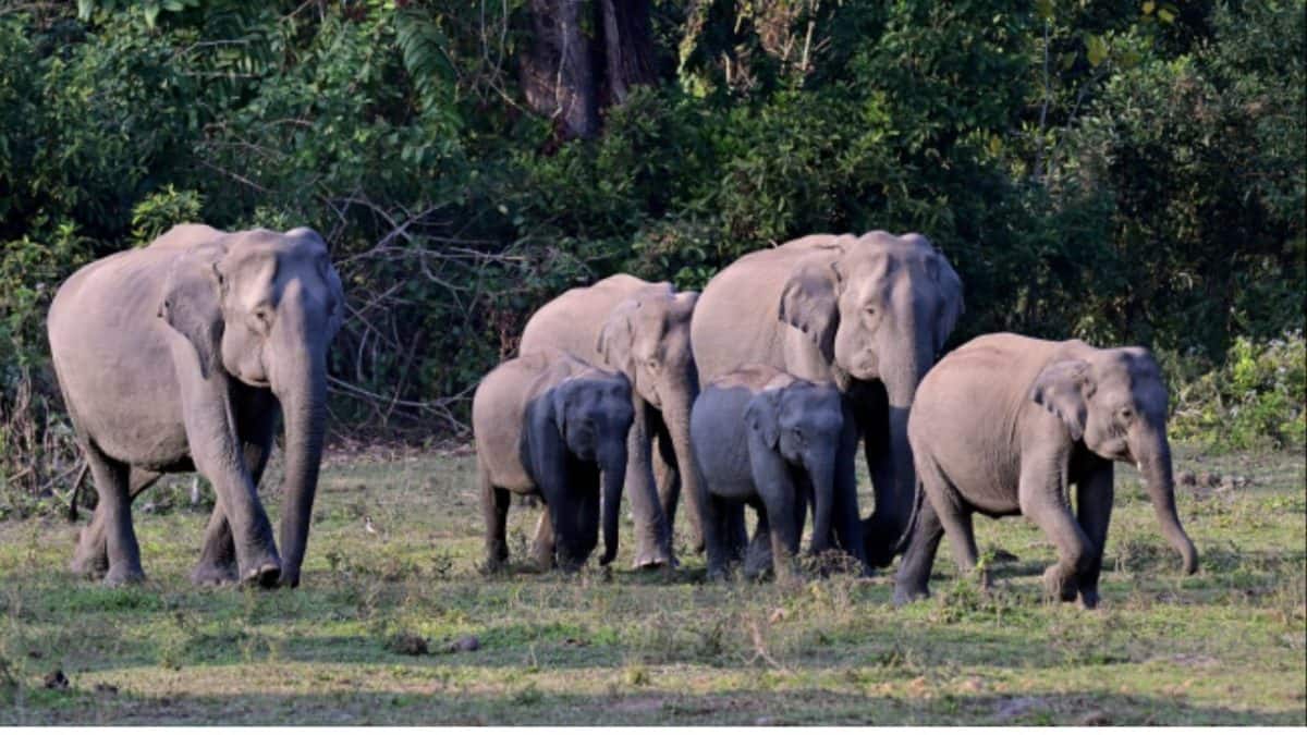 When elephant trails meet train tracks: Can technology prevent deadly ...