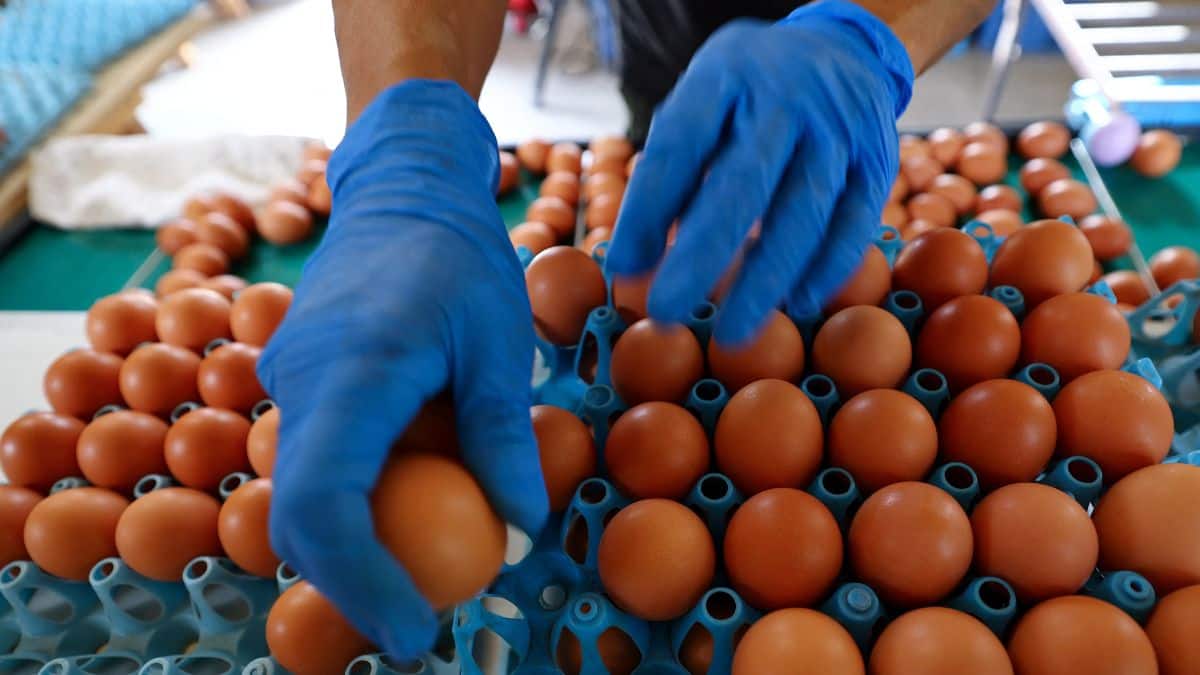 Japan’s farmers turn nocturnal as extreme heat reshapes summer work